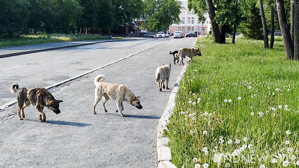 Свердловские власти разработали порядок борьбы с бродячими собаками