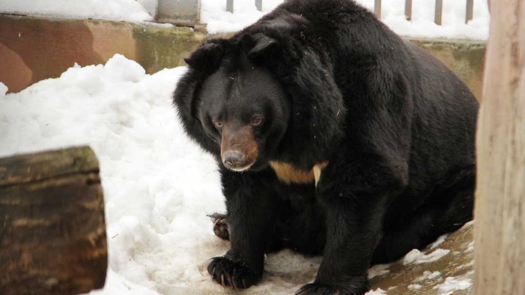 В Екатеринбургском зоопарке проснулись медведи (ФОТО)