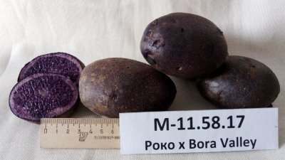 Уральские ученые вырастили лечебный фиолетово-черный картофель (ФОТО)