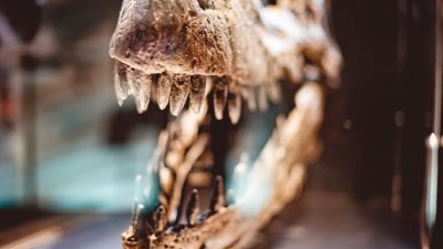 Экоактивисты напали на динозавра в музее в Великобритании