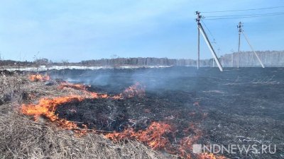 За сутки в Свердловской области произошло десять лесных пожаров