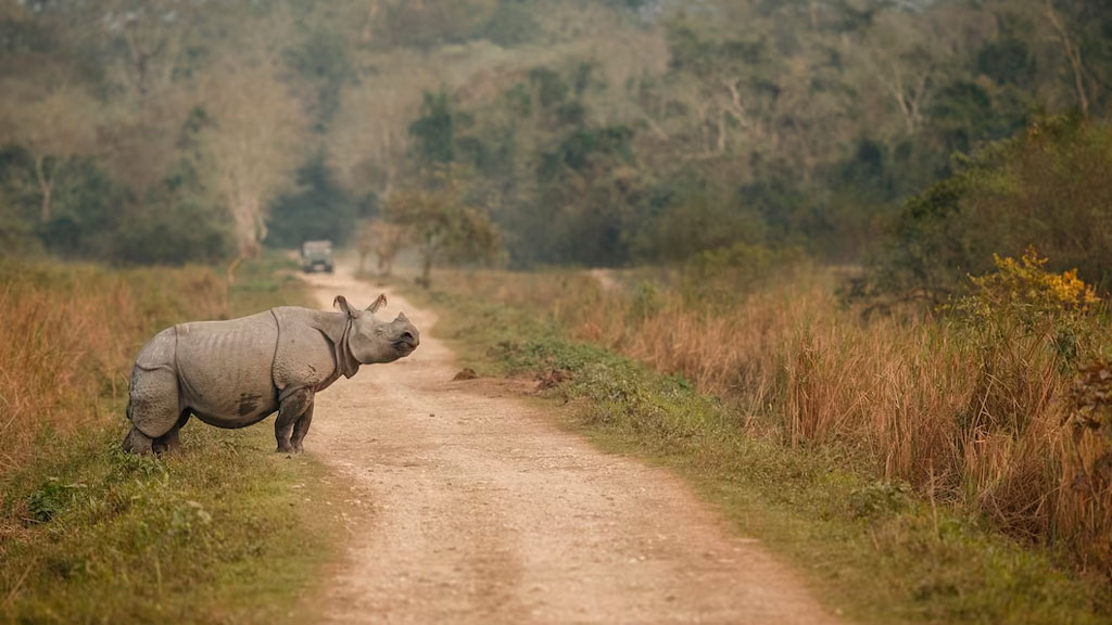 Россиянин пропал в Непале после встречи с носорогом