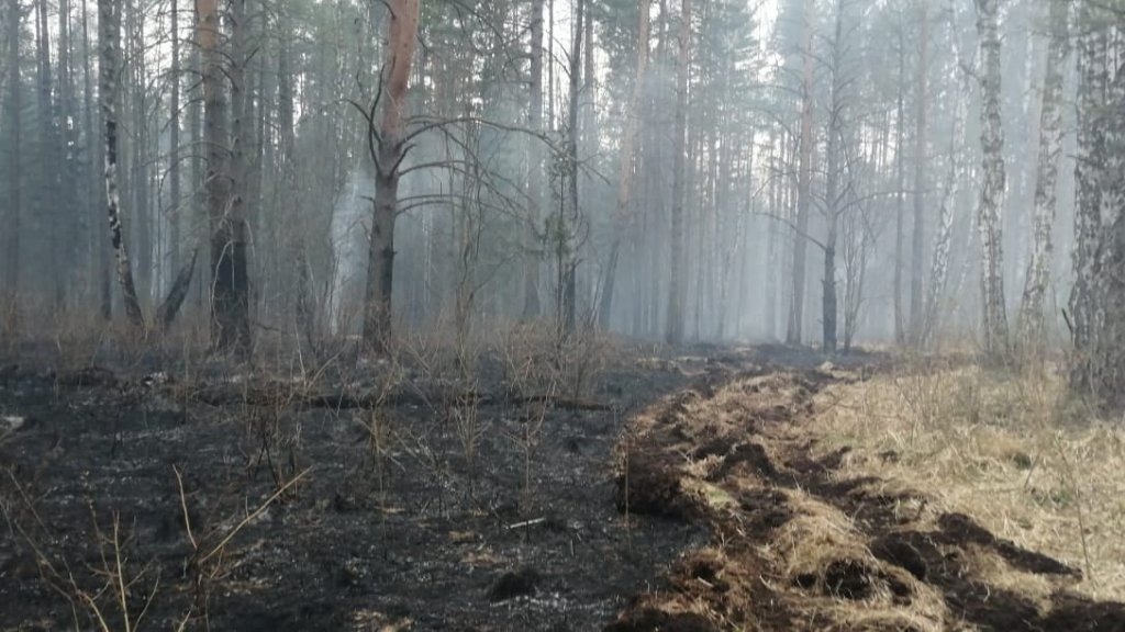 В природном парке «Оленьи ручьи» сгорело более 20 га леса. Подозревают туристов (ФОТО)