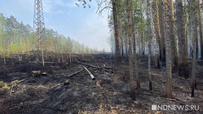 На Урале сокращается площадь лесных пожаров
