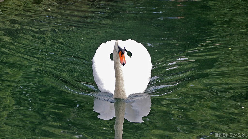 На озере Караколь из-за птичьего гриппа погибли сотни лебедей