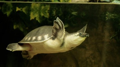 В зоопарке отмечают День черепахи (ФОТО)