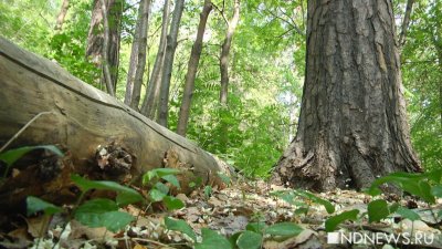 Прокуратура проверяет факт уничтожения участка леса в Надымском лесничестве