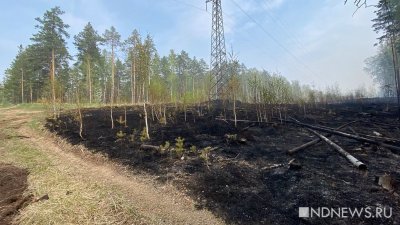 За сутки площадь пожаров в лесах сократилась с 390 до 54 га