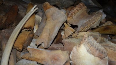 Уральские ученые обнаружили крупнейшее в Азии логово пещерных гиен: 400 кг костей отправили в Екатеринбург (ФОТО)