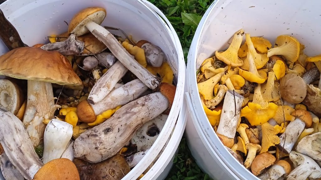 Грибной переполох: странные и редкие грибы, найденные на Южном Урале