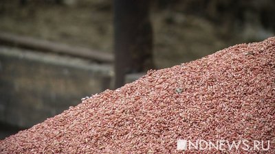 С уральских полей убрали 6 млн тонн зерна