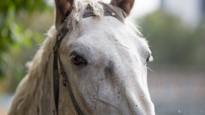 На Южном Урале лошадь убила подростка