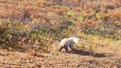 Отловленный на Ямале медведь, напугавший тундровиков, оказался упитанной самкой