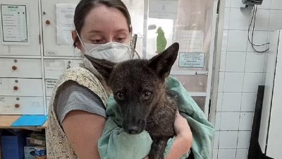 В Бразилии обнаружен первый в мире гибрид собаки и лисы