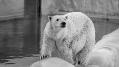 В Екатеринбургском зоопарке умерла белая медведица
