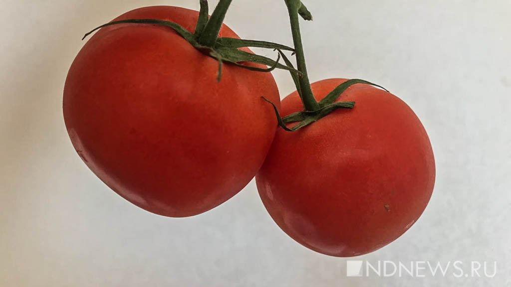 В Россельхознадзоре рассказали о 18 тоннах зараженных опасным вирусом помидоров