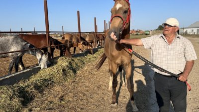 Фермер из Дагестана раскрыл секреты разведения ахалтекинских жеребцов и буйволов