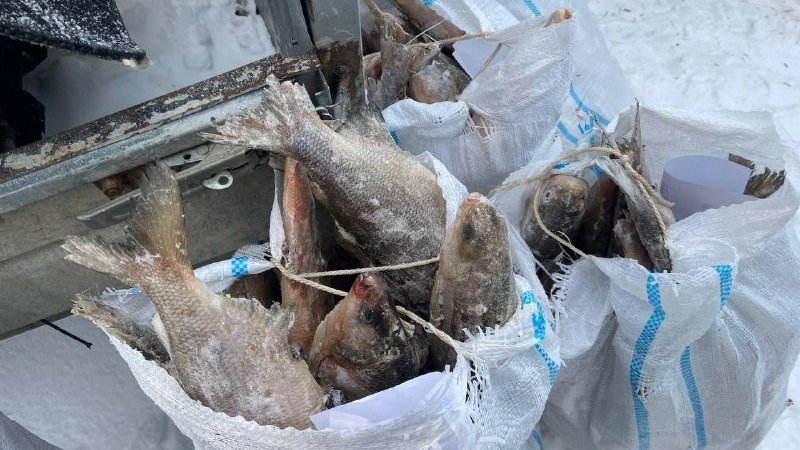 В Надымском районе снова поймали браконьеров с муксуном в санях