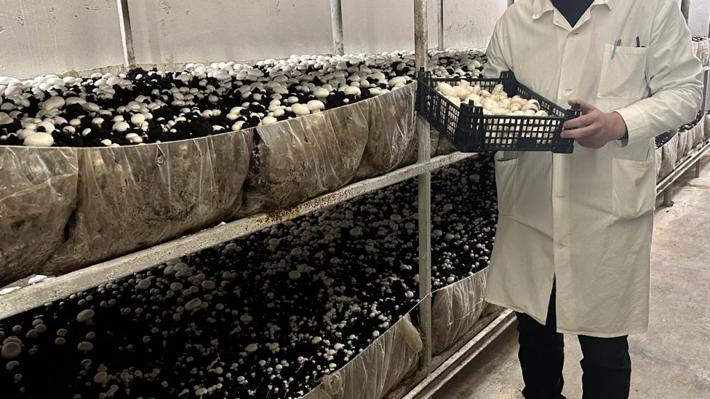 Урожай из камеры: челябинский фермер запустил единственное на Южном Урале производство грибов полного цикла