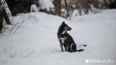 В Салехарде нашли хозяина собак, напавших на женщину