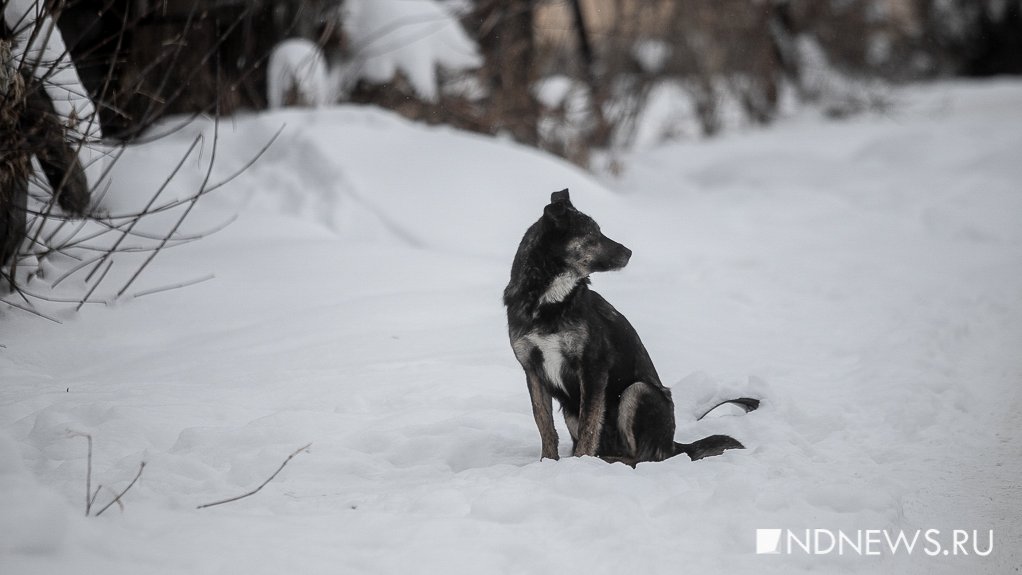 Екатеринбургские депутаты хотят отправить безнадзорных собак в Первоуральск и Сысерть