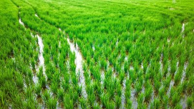 В Китае обнаружили рисовое поле возрастом более 5 тысяч лет