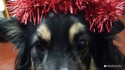 Как уберечь собак и кошек от новогодних потрясений – советы ветеринаров