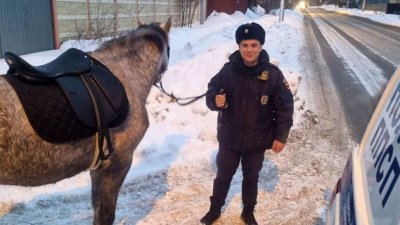 Сотрудники полиции вернули домой беглую лошадь (ФОТО)