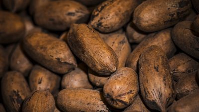 Цены на какао-бобы побили январский рекорд