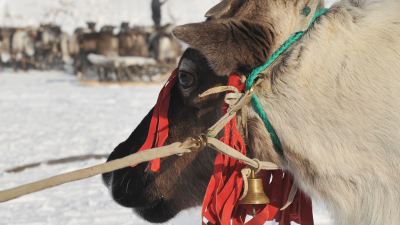 Бешенством оленей на Ямале могли заразить песцы из соседнего региона