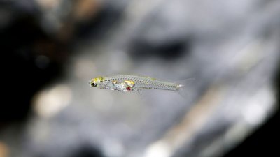 В Мьянме миниатюрная рыбка умудряется шуметь как самолет