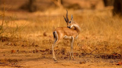 В ЮАР предложили есть диких антилоп, чтобы сохранить их вид
