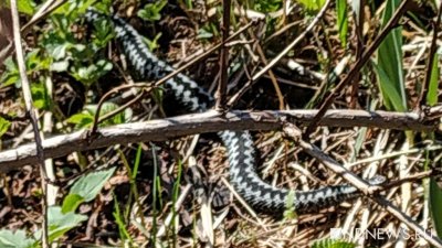 Экологи напомнили, как уберечься от змей на даче
