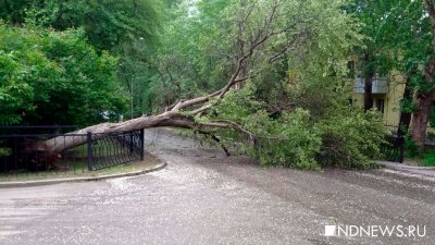 В Липецке упавшим деревом придавило двух жителей и четыре автомобиля