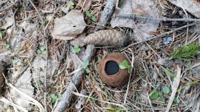 Свердловчанка нашла редкий краснокнижный гриб (ФОТО)