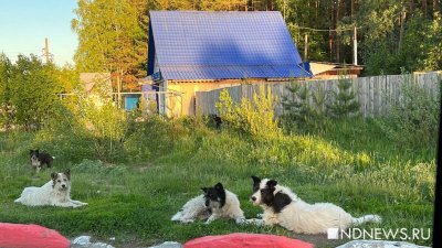 В Свердловской области временно отказались от законопроекта по усыплению бродячих собак