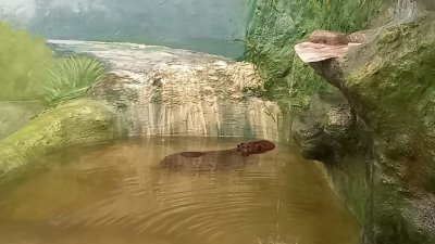 В зоопарке появился самый популярный у детей зверь (ФОТО, ВИДЕО)