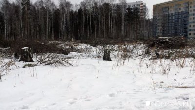 Жители Екатеринбурга вступили в борьбу за еще одну березовую рощу (ФОТО)