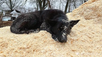 Усыплять, ставить на учет или… Как в Екатеринбурге решат проблему с бездомными животными