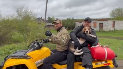 Двух собак, которые помогли спасти заблудившихся детей, вернули хозяевам