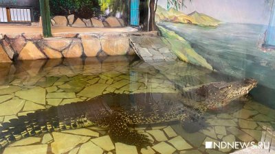 В Екатеринбургском зоопарке отмечают день крокодила (ВИДЕО)