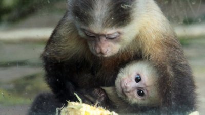 В Екатеринбургском зоопарке празднует свой юбилей экзотическая обезьяна-капуцин