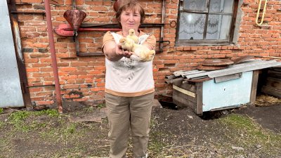 Как разведение индейки стало модным в России – опыт курганских фермеров