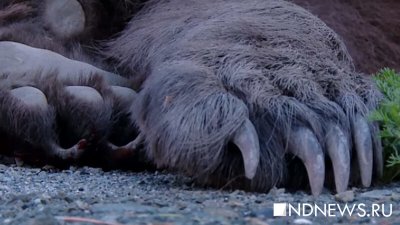 Медведь напал на пасечника в Кузбассе