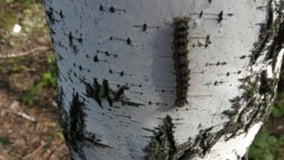 В Ирбитском лесничестве выявили бесконтрольное размножение опасных бабочек