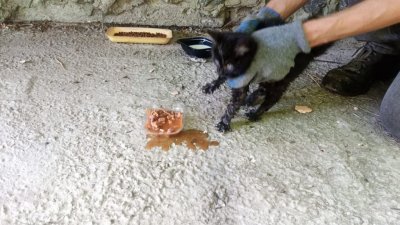 Зооспасатель вызволил из подземелья котенка (ФОТО)