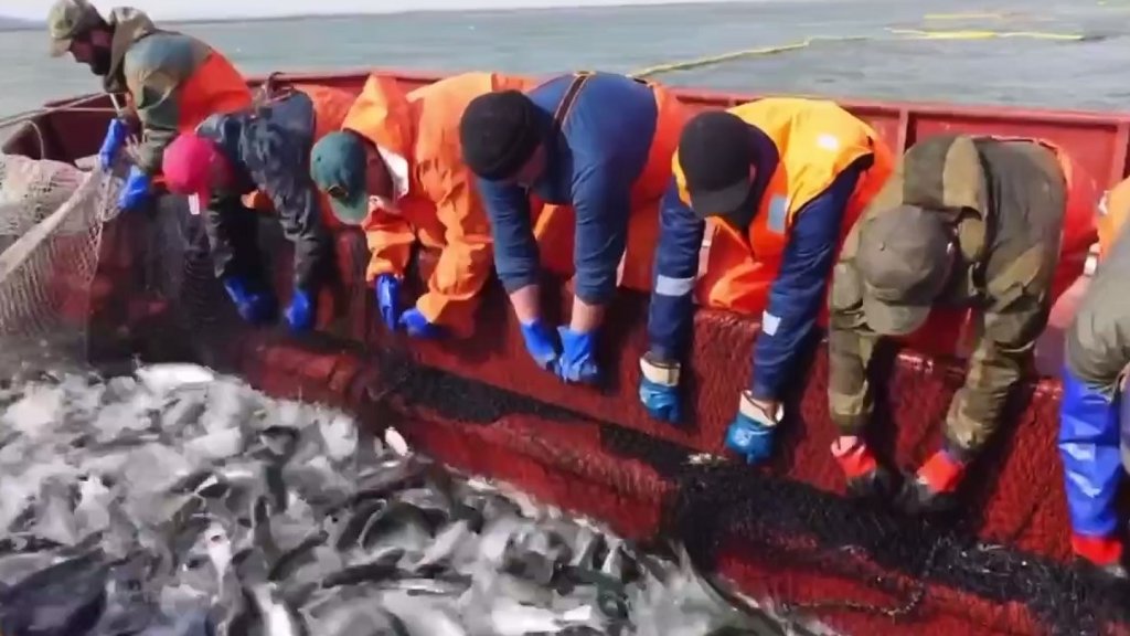 Страны Балтии обвинили Россию в незаконном вылове рыбы в Балтийском море