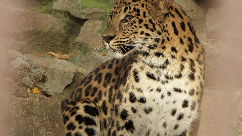 В зоопарке день рождения отмечает дальневосточный леопард Амур