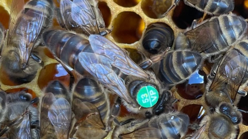 Пчелы – почтой. Как отправляют «живые» посылки на Урале (ФОТО)