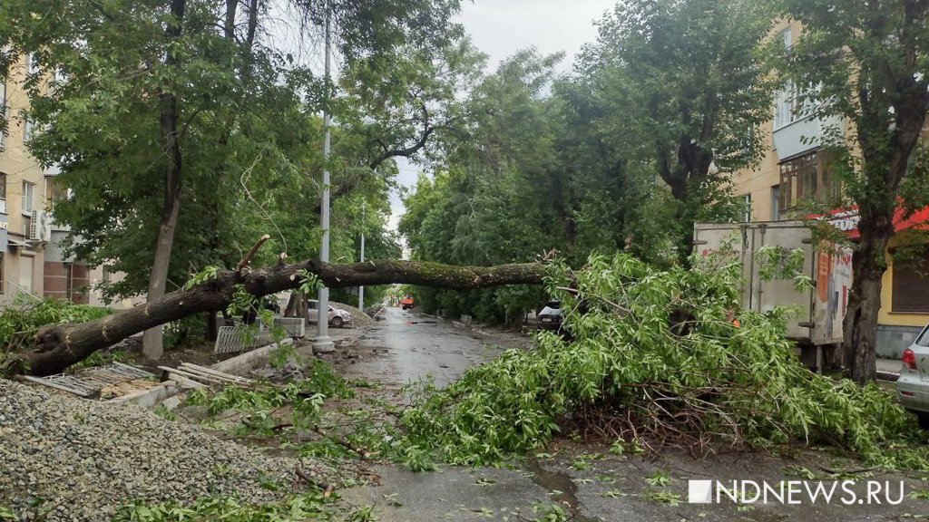 В Екатеринбурге из-за сильного ветра ломаются деревья